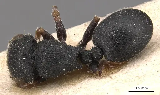 Cataulacus simoni - CASENT0904879