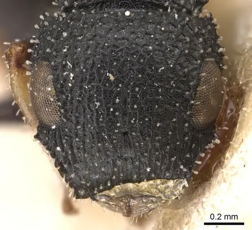 Cataulacus simoni - CASENT0904879