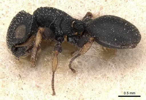 Cataulacus simoni - CASENT0904879