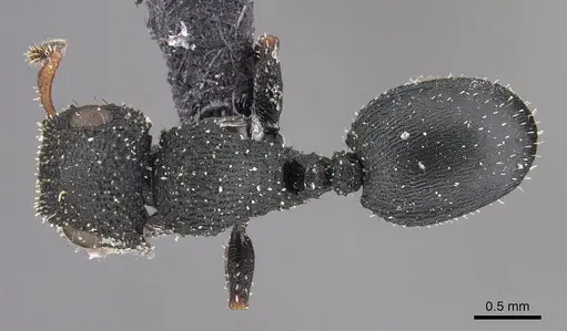 Cataulacus simoni - CASENT0909237