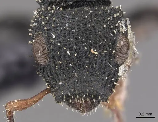 Cataulacus simoni - CASENT0909237