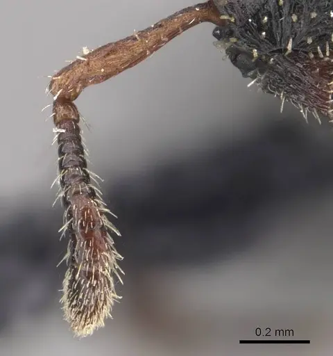 Cataulacus simoni - CASENT0909237