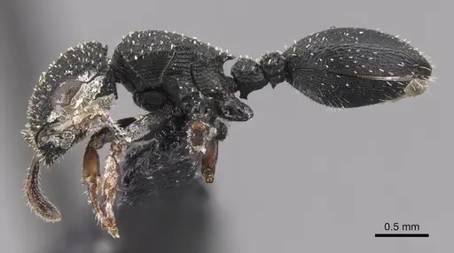 Cataulacus simoni - CASENT0909237