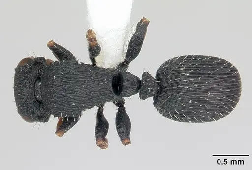 Cataulacus striativentris specimen