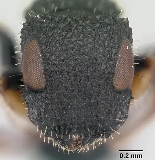 Cataulacus striativentris specimen