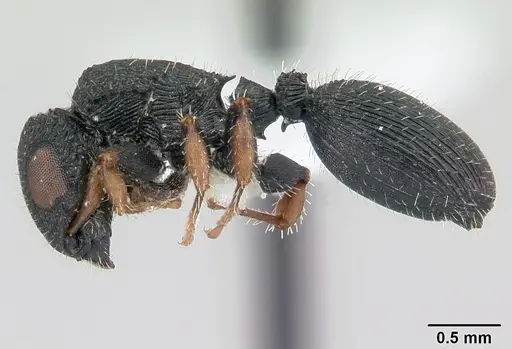 Cataulacus striativentris specimen