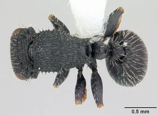 Cataulacus striativentris - CASENT0178291