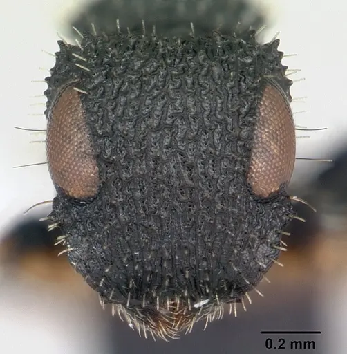 Cataulacus striativentris - CASENT0178291