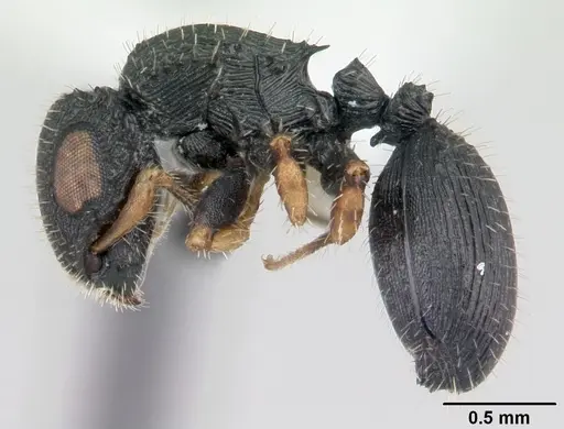 Cataulacus striativentris - CASENT0178291