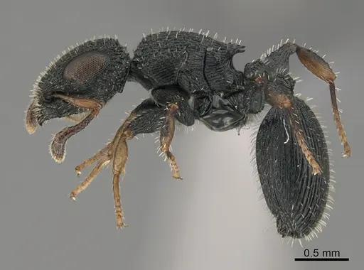 Cataulacus striativentris - CASENT0362985