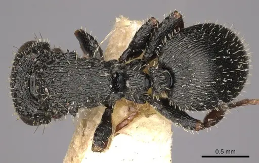 Cataulacus striativentris - CASENT0900265