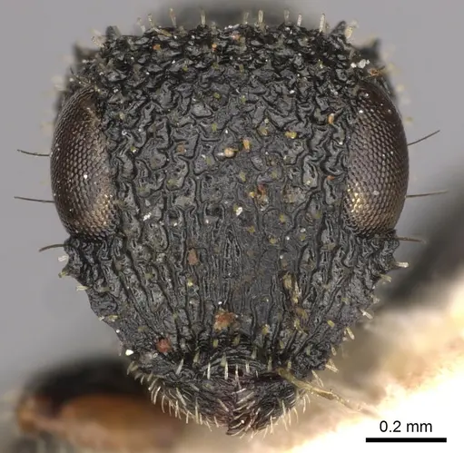 Cataulacus striativentris - CASENT0900265