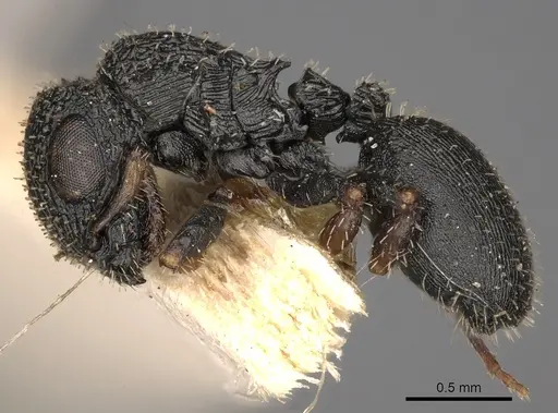 Cataulacus striativentris - CASENT0900265