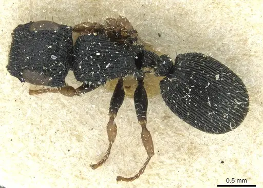 Cataulacus striativentris - CASENT0912566