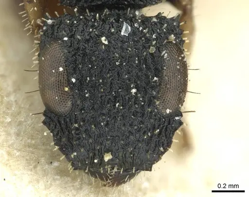 Cataulacus striativentris - CASENT0912566