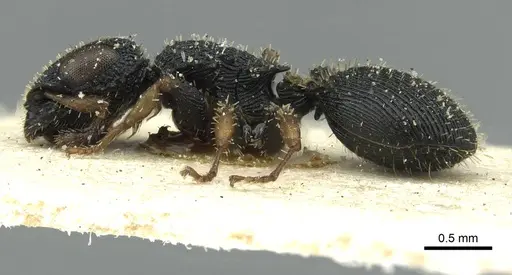 Cataulacus striativentris - CASENT0912566