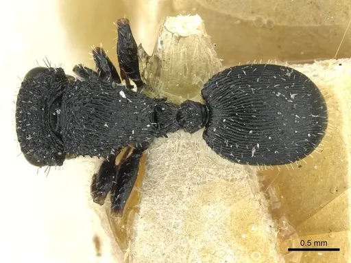 Cataulacus striativentris - CASENT0912567