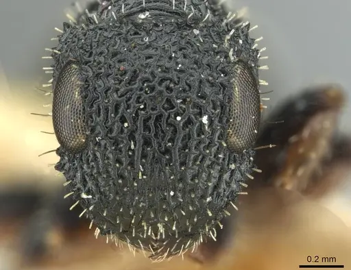 Cataulacus striativentris - CASENT0912567