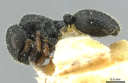 Cataulacus striativentris - CASENT0912567