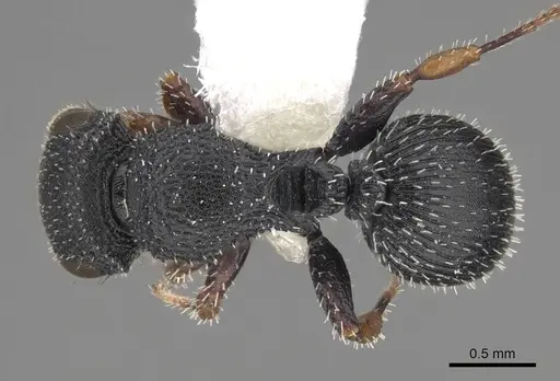 Cataulacus striativentris - CASENT0922505