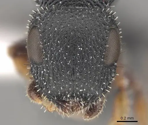 Cataulacus striativentris - CASENT0922505