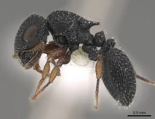 Cataulacus striativentris - CASENT0922505