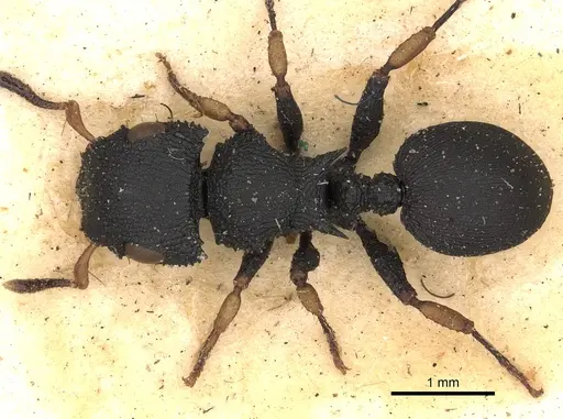 Cataulacus taprobanae specimen