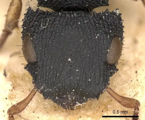 Cataulacus taprobanae specimen