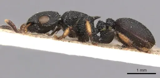 Cataulacus taprobanae specimen