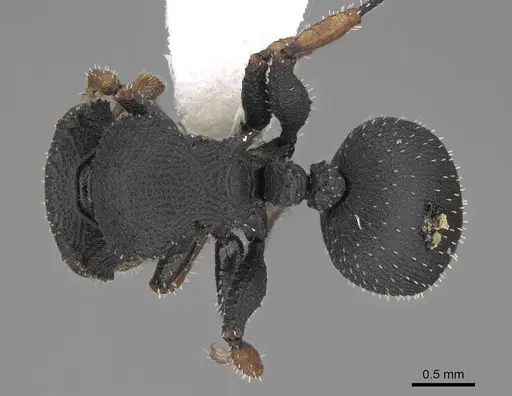 Cataulacus taprobanae - CASENT0922506