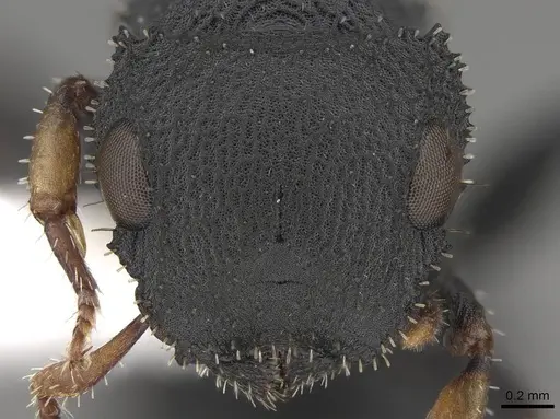 Cataulacus taprobanae - CASENT0922506