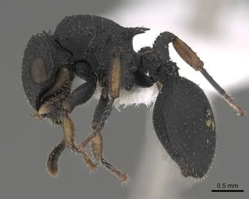 Cataulacus taprobanae - CASENT0922506