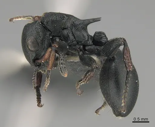 Cataulacus tardus specimen