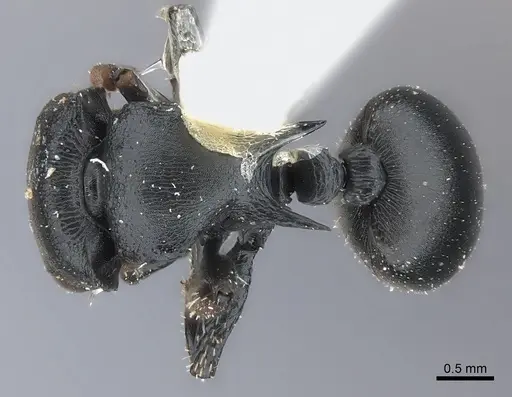 Cataulacus tardus - CASENT0217832