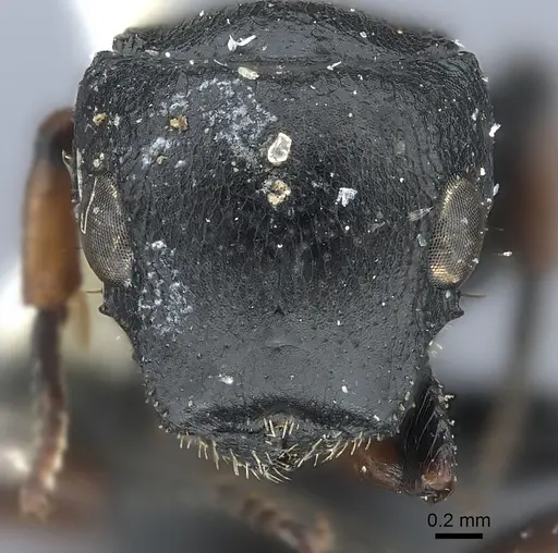 Cataulacus tardus - CASENT0217832