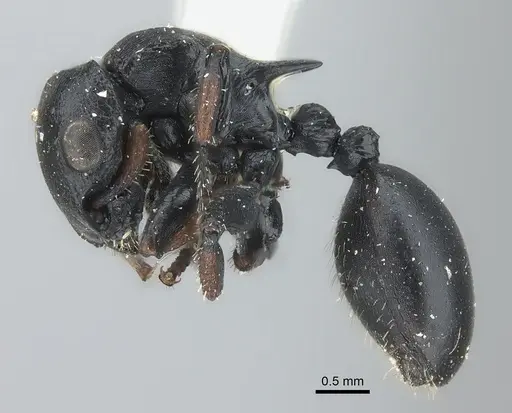 Cataulacus tardus - CASENT0217832