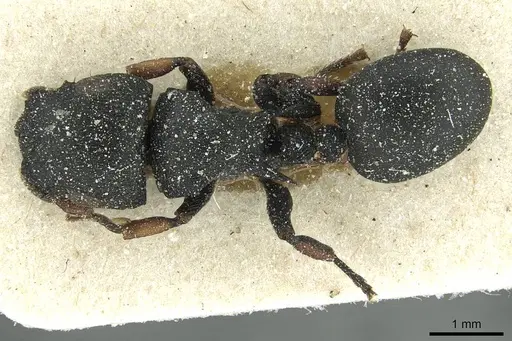 Cataulacus tardus - CASENT0912568