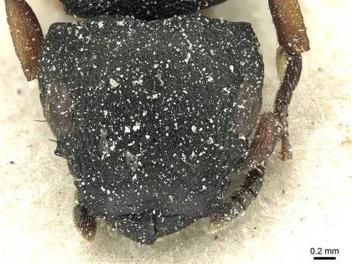 Cataulacus tardus - CASENT0912568