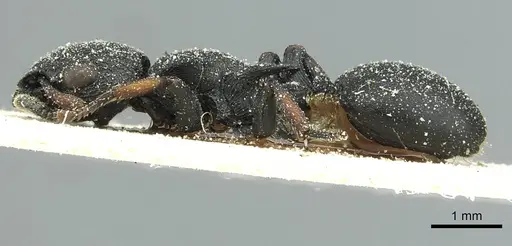 Cataulacus tardus - CASENT0912568