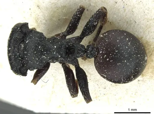 Cataulacus tardus - CASENT0912569