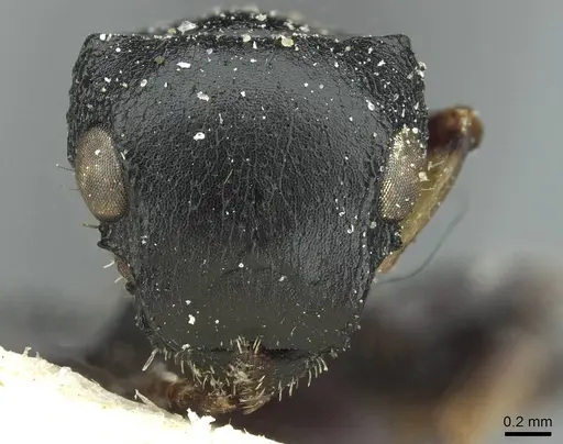 Cataulacus tardus - CASENT0912569