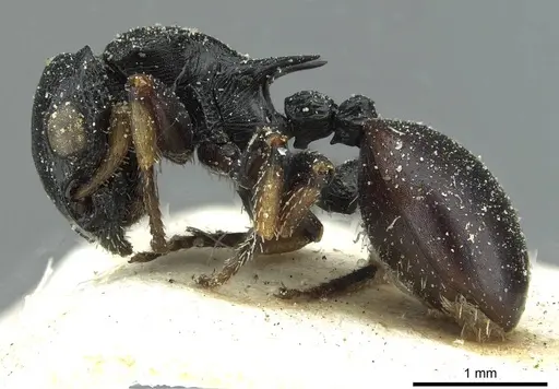 Cataulacus tardus - CASENT0912569