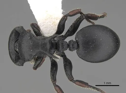 Cataulacus tardus - CASENT0922507