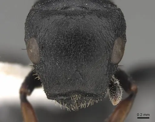 Cataulacus tardus - CASENT0922507