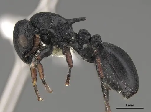 Cataulacus tardus - CASENT0922507