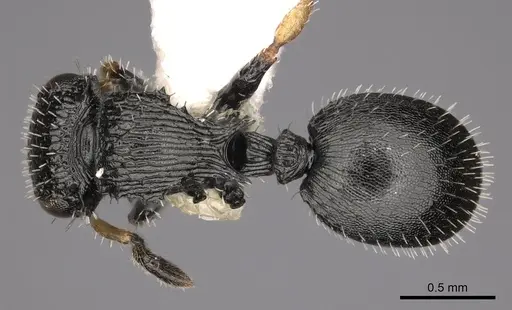 Cataulacus taylori specimen