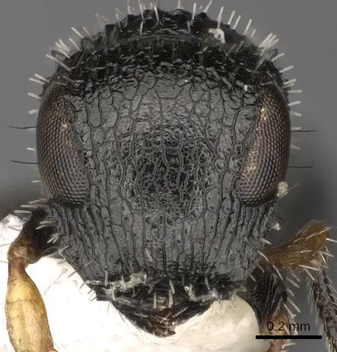 Cataulacus taylori specimen