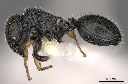 Cataulacus taylori specimen