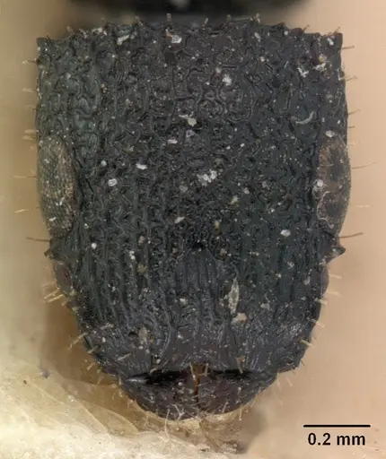 Cataulacus tenuis specimen