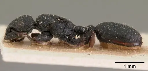 Cataulacus tenuis specimen